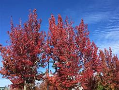 hoist by your own petard